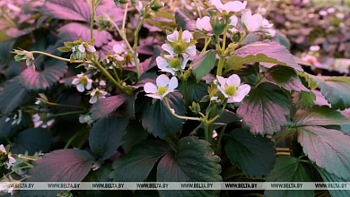 Ожидаются заморозки! Объявлено штормовое предупреждение в Беларуси на 6 мая