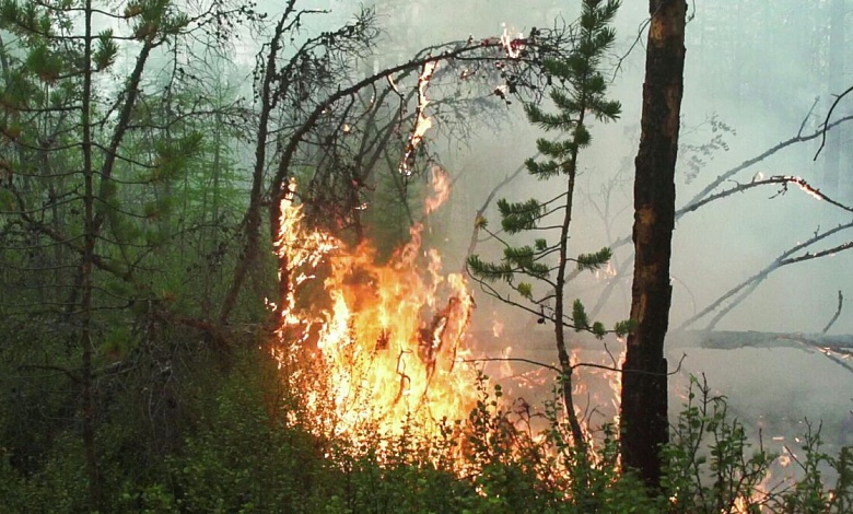 Пять лесных пожаров ликвидировано в Беларуси за минувшие сутки, в том числе и в Столинском районе