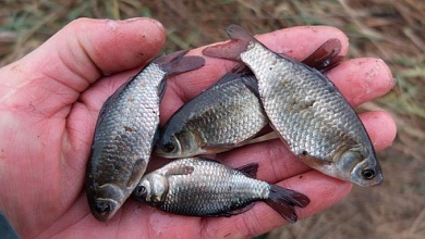 На живца | Что следует знать при рыбалке во время нереста?