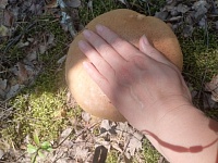 Грибов все больше и больше! В Брестской области сезон в разгаре!     