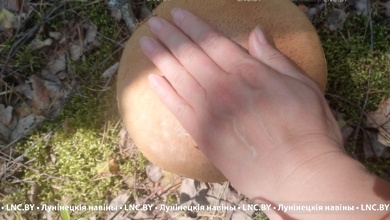 Грибов все больше и больше! В Брестской области сезон в разгаре!     