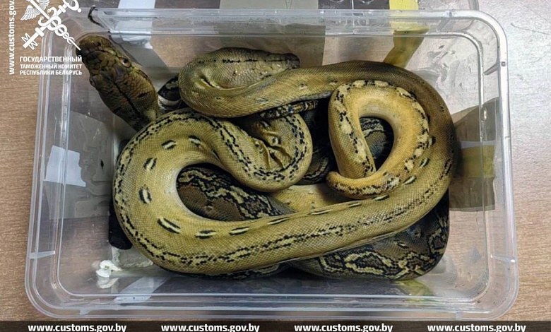 Гражданин Польши пытался незаконно провезти питонов в Беларусь