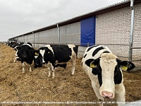 Ферма за 21,5 миллиона рублей и 30 работников. Молочно-товарный комплекс открыли в Лунинецком районе  