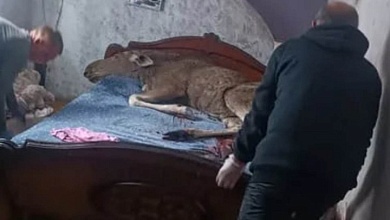 Лось пробрался в дом и улегся на кровать. Животное погибло