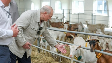 Президент ознакомился с развитием в Беларуси козоводства