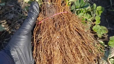 Саженцы клубники воруют в Лунинецком районе