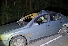 На автодороге М10 автомобиль врезался в лося. Пострадала пассажирка с ребёнком