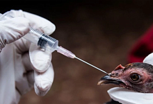 5 марта в Лунинце и Микашевичах можно получить вакцину для домашней птицы. Рассказываем где и во сколько
