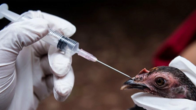 5 марта в Лунинце и Микашевичах можно получить вакцину для домашней птицы. Рассказываем где и во сколько