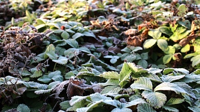 Заморозки обещают синоптики в Брестской области и Лунинецком районе