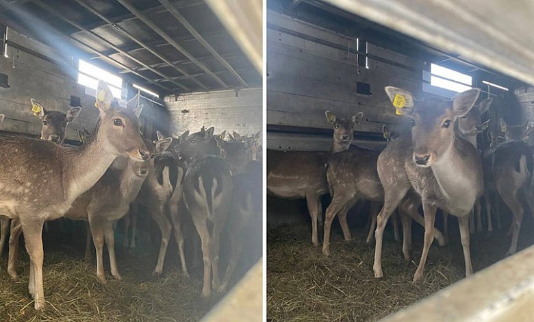Более 630 ланей вселено в охотугодья БООР за четыре года