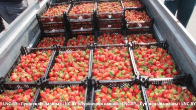 Клубники меньше, цена – выше! | Идет торг | Лунинецкий район