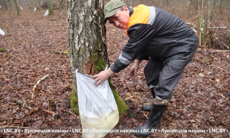 Не менее 750 тонн березового сока отправят на переработку из Лунинецкого района