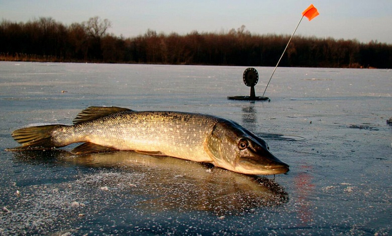 Скоро конец рыбалке! Вводится запрет на лов щуки и всех остальных видов рыб