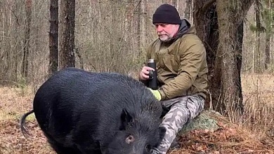 Блогер приручил дикого кабана и назвал Яшей! // "Относится как к маме!"