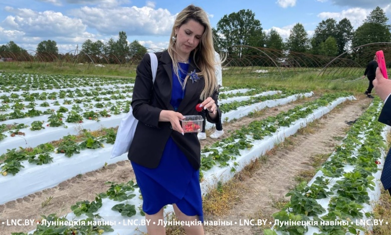 Как выращивают клубнику в Лунинецком районе