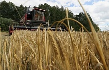 Убрана почти половина площадей с озимым ячменем