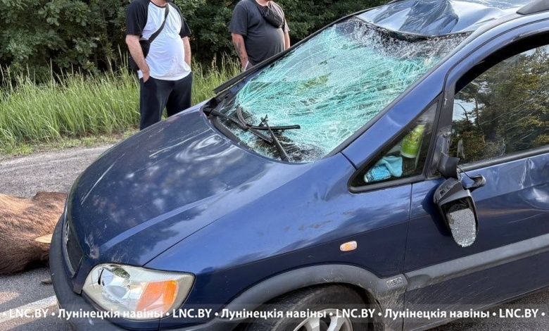 Лось выбежал на дорогу! ДТП в Лунинецком районе