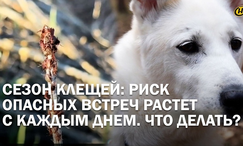 В Беларуси выявлены 2 вида клещей: что делать после укуса и как защитить питомца?