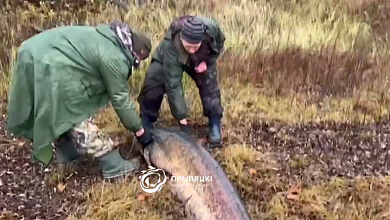 Сома длинной более 2 метров и весом в 100 кило выловили на Полесье