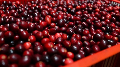 Когда можно собирать бруснику и клюкву? Рассказываем