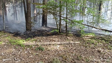 Лесной пожар локализован в Лунинецком районе