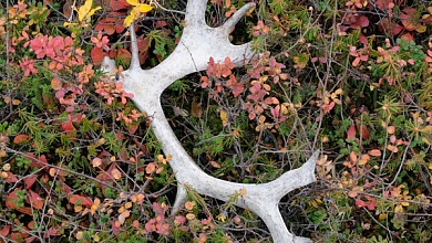 Можно ли собирать в лесу рога диких животных, которые они сбрасывают? 