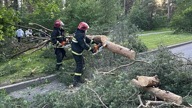 Ветер валил деревья! Последствия непогоды ликвидируют в Беларуси
