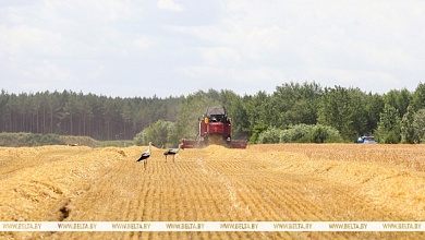 В Брестской области началась жатва