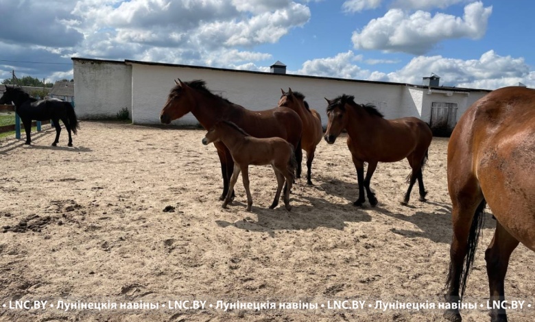 Лошадей уникальной породы разводят в Лунинецком районе
