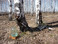 НАПОМИНАЕМ! Изменились правила сбора берёзового сока, грибов и ягод в Беларуси