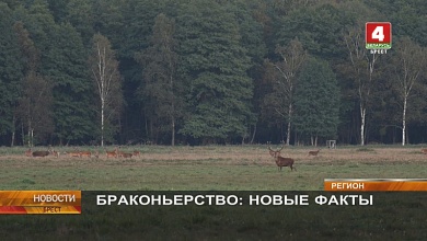  Одна охота — три уголовных дела в Ганцевичском районе