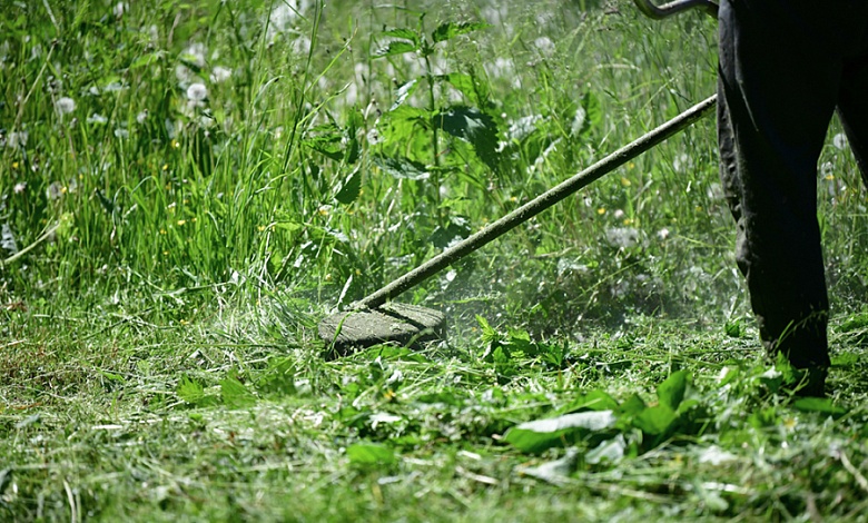 Эксперты развеяли мифы о массовых штрафах за нескошенную траву