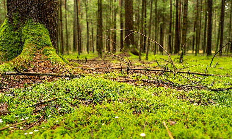 Иначе штраф! Как заготавливать мох, собирать лесную подстилку и опавшие листья в лесу?