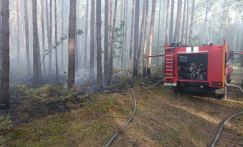 Лес горел в Брестской области. Введены ограничения на посещение