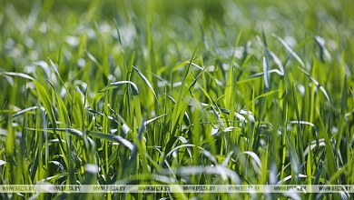 Полесье: Изменение климата влияет на урожайность 