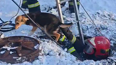 Щенка спасли из канализационного колодца в Лунинце