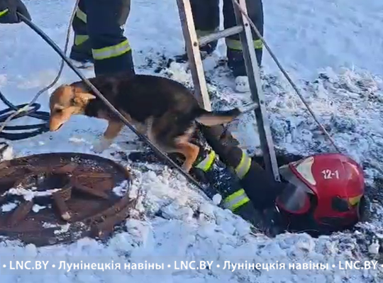 Щенка спасли из канализационного колодца в Лунинце