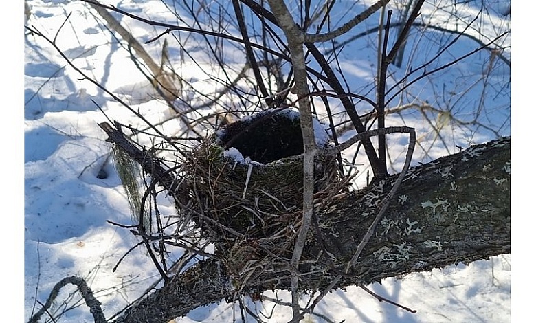По 14 августа в Беларуси запретили уничтожать птичьи гнезда. Причины разъяснили орнитологи