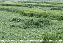 Около 8 тыс. га сельхозкультур пострадали в Брестской области. Сильнее всего - в Пинском и Лунинецком районах