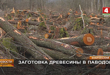 Талые и паводковые воды подтапливают леса \\ Лесхозы заготавливают древесину