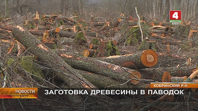 Талые и паводковые воды подтапливают леса \\ Лесхозы заготавливают древесину