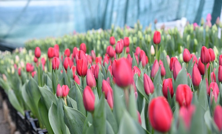 Изменились правила торговли цветами в Беларуси, что необходимо знать