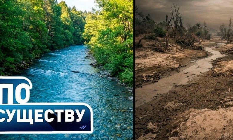 Куда уходит вода на Полесье, почему реки стали мелеть и как глобальное потепление влияет на белорусские леса