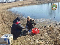 Причину гибели рыбы в прудах Бохоново выясняют в Лунинце