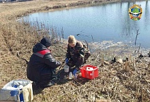 Причину гибели рыбы в прудах Бохоново выясняют в Лунинце