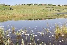 Заморные явления водоемах летом: в чём дело? Рассказали специалисты