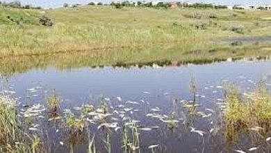 Заморные явления водоемах летом: в чём дело? Рассказали специалисты