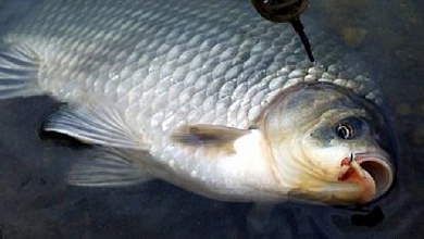 Золотой или серебряный? Что происходит с карасем в водоемах Беларуси