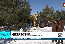 Шишки год кормят! В лесхозах Брестской области завершается зимний сезон сбора сосновых и еловых шишек